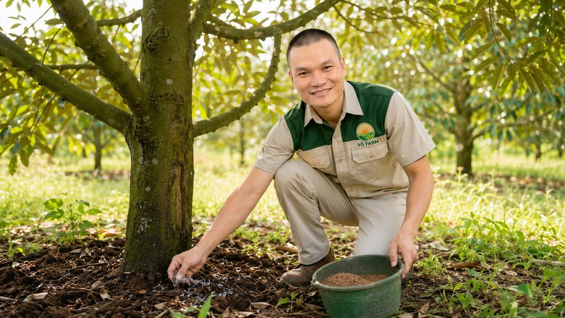 Phục hồi sầu riêng sau thu hoạch — Anh Võ chăm vườn sầu riêng Võ Farm